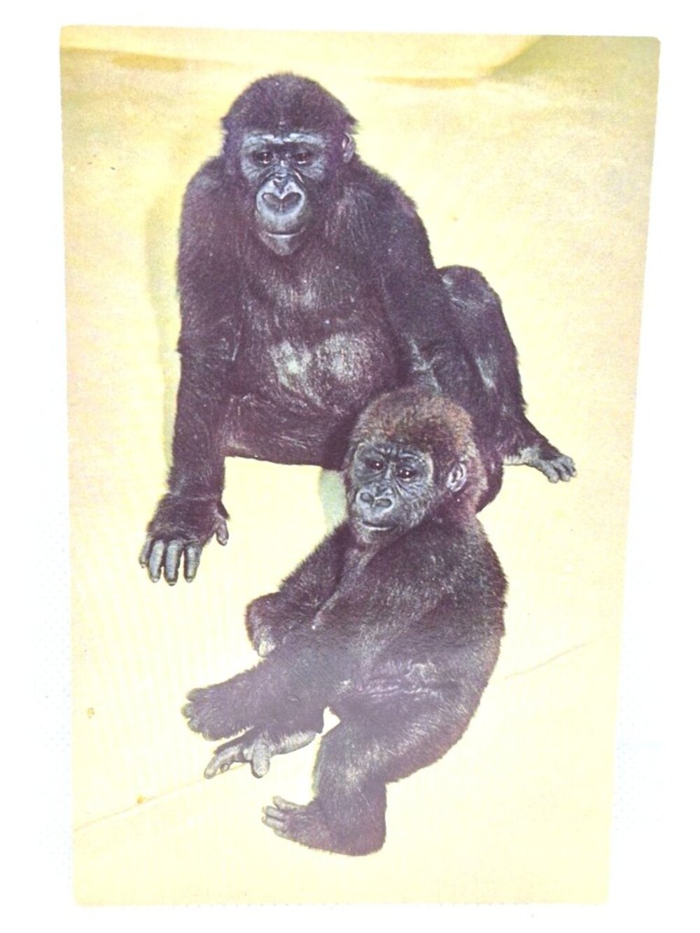 Vintage San Diego Zoo Postcard Featuring Baby Lowland Gorillas Animal Color